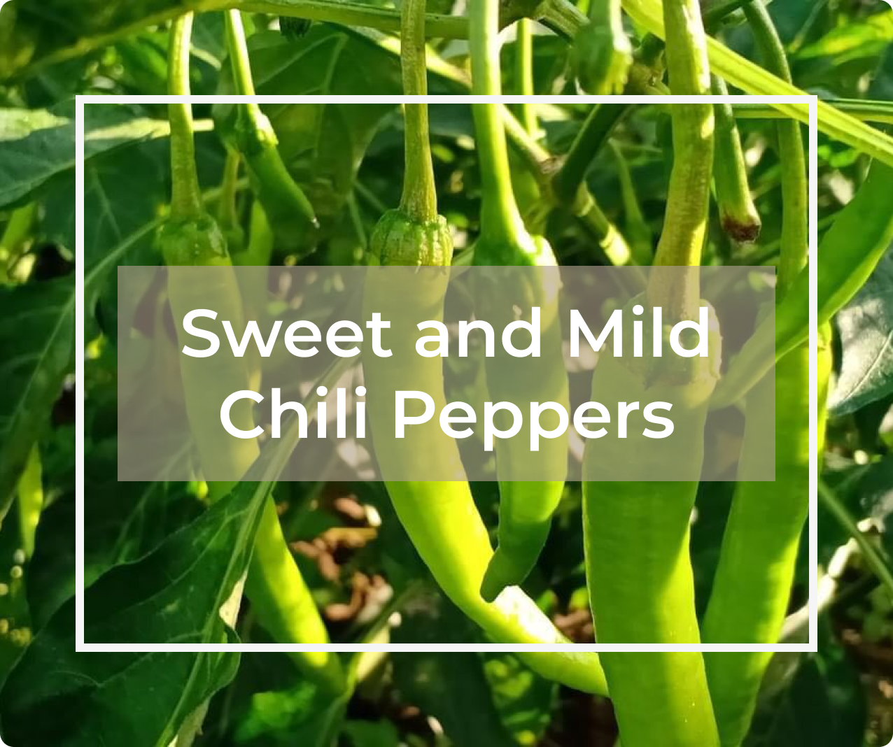 Sweet and Mild Chili Peppers